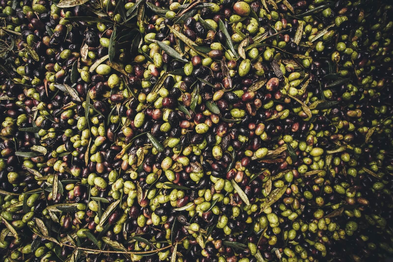 Raccolto olive pugliesi per produzione diretta di olio extravergine di oliva