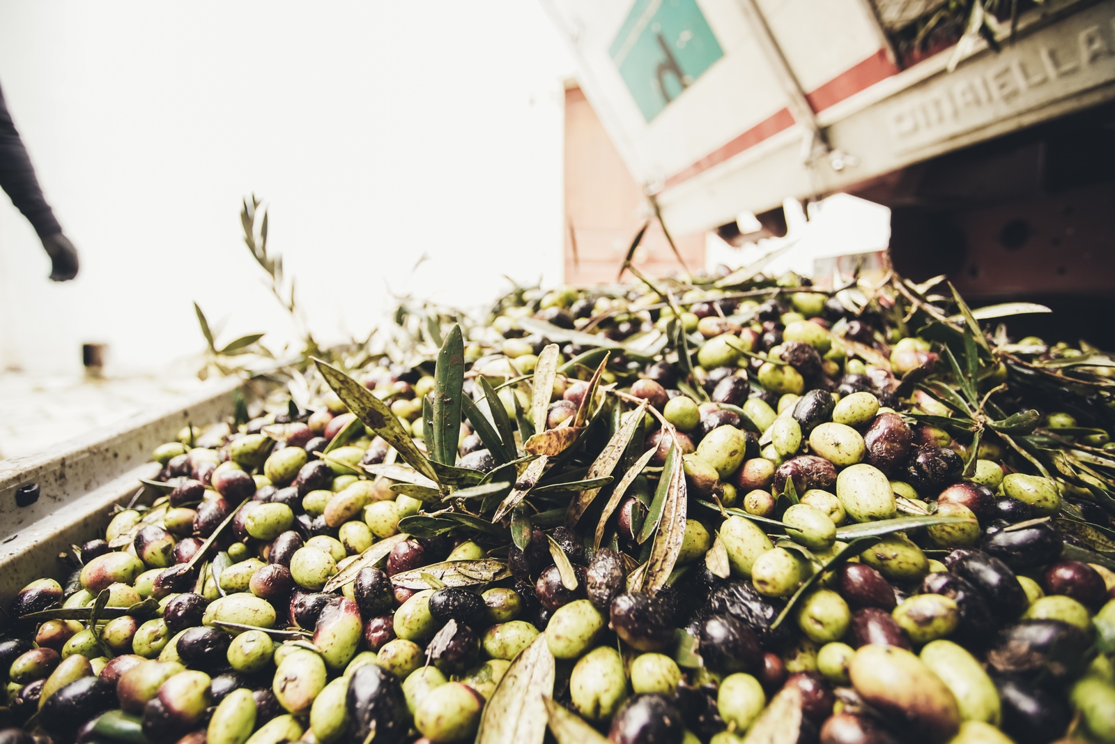 Raccolto olive pugliesi per produzione diretta di olio extravergine di oliva