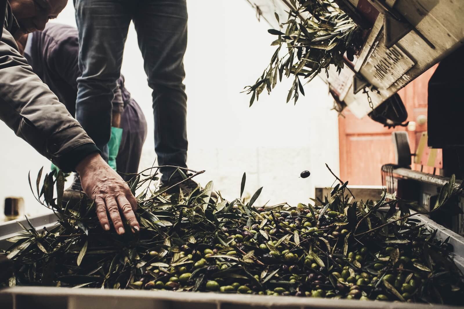 Raccolto olive pugliesi per produzione diretta di olio extravergine di oliva - Frantoio Leone Pace